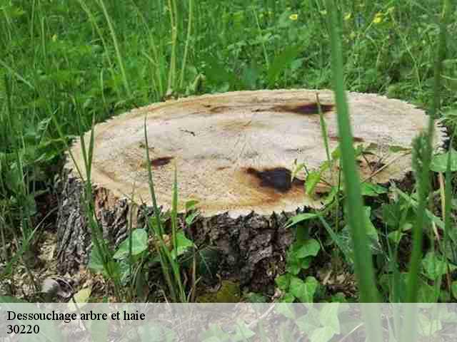 Dessouchage arbre et haie  30220